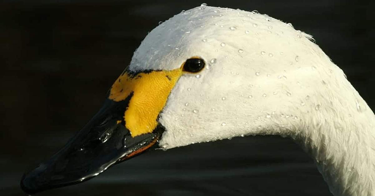 Striking appearance of the Tundra Swan, known in scientific circles as Cygnus columbianus.