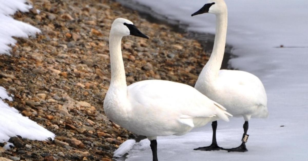 Vibrant snapshot of the Tundra Swan, commonly referred to as Angsa Tundra in Indonesia.