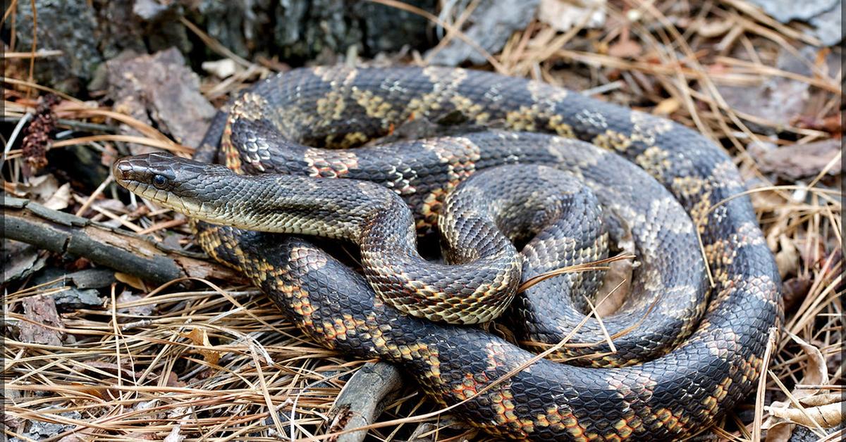 Captivating view of the Texas Rat Snake, known in Bahasa Indonesia as Ular Tikus Texas.