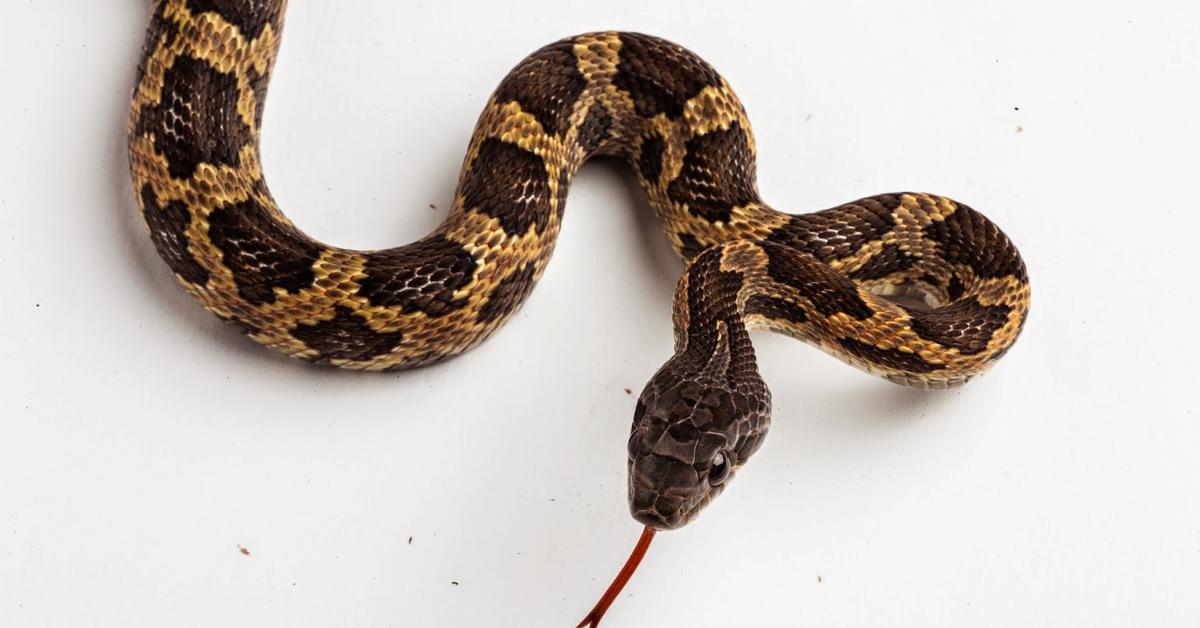 Visual of Texas Rat Snake, or Ular Tikus Texas in Indonesian, showcasing its beauty.