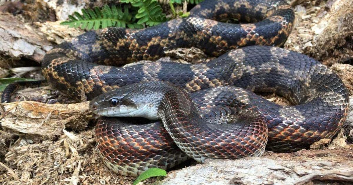 Striking appearance of the Texas Rat Snake, known in scientific circles as Pantherophis obsoletus lindheimeri.