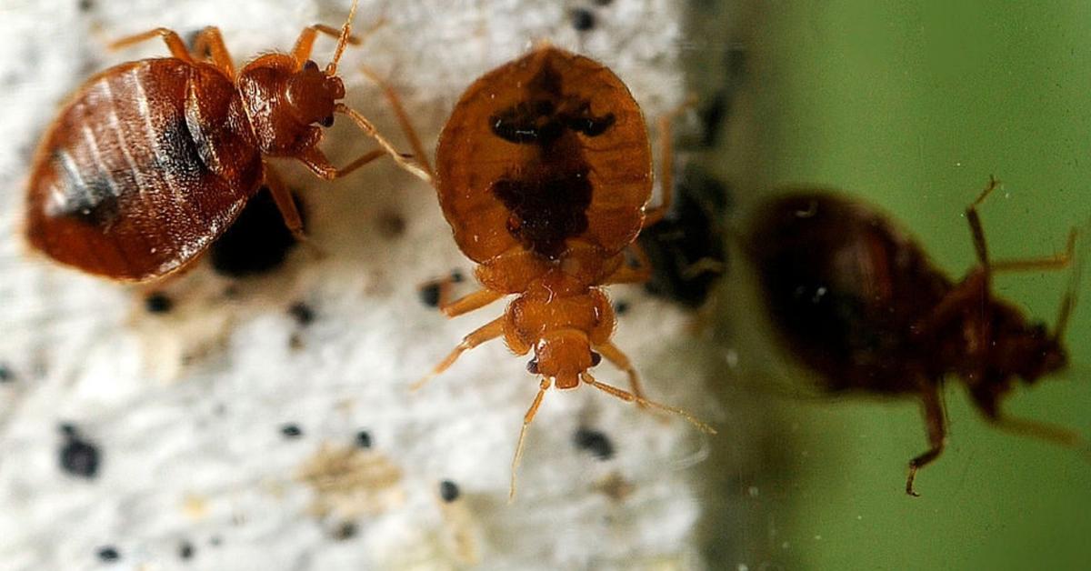 Captivating presence of the Tick, a species called Ixodidae.