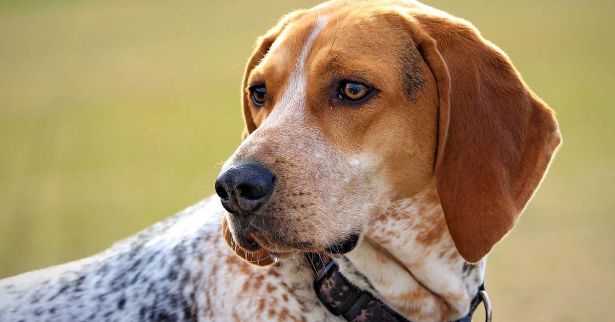 Stunning image of the Treeing Walker Coonhound (Canis lupus), a wonder in the animal kingdom.