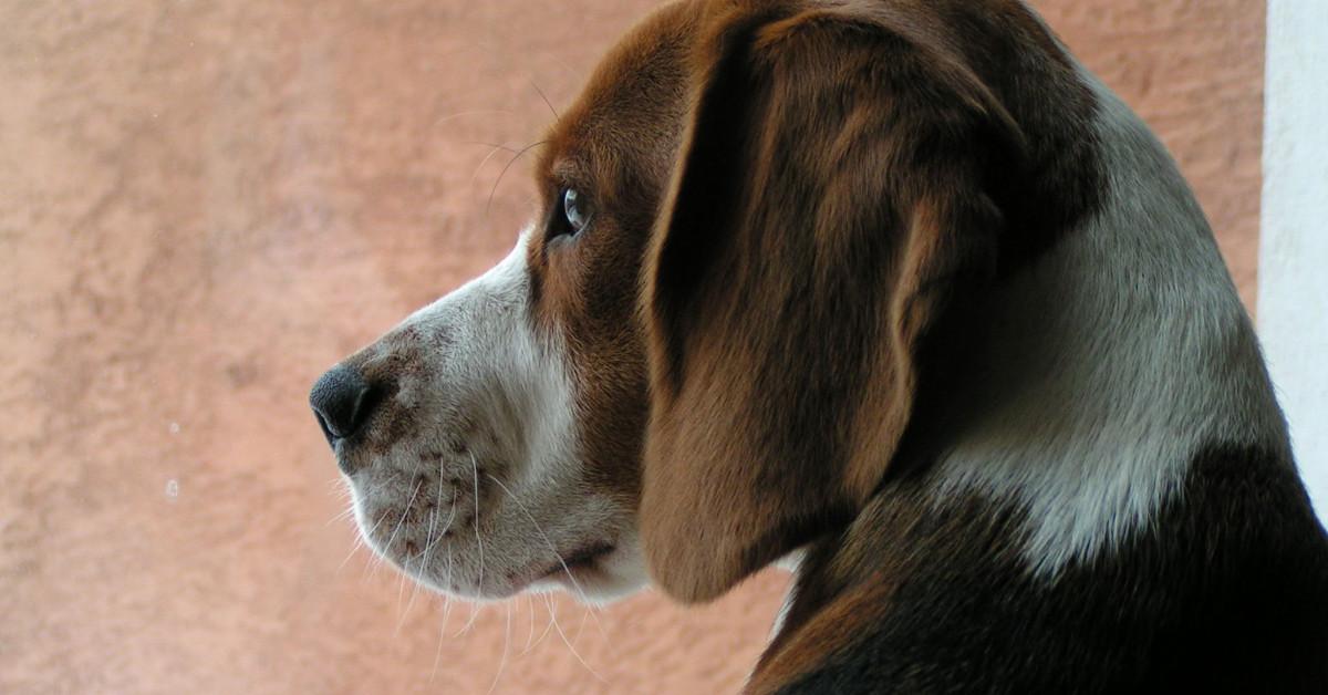 Splendid image of the Treeing Walker Coonhound, with the scientific name Canis lupus.