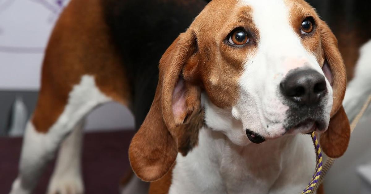 Close-up view of the Treeing Walker Coonhound, known as Anjing Pemburu Coonhound Walker in Indonesian.