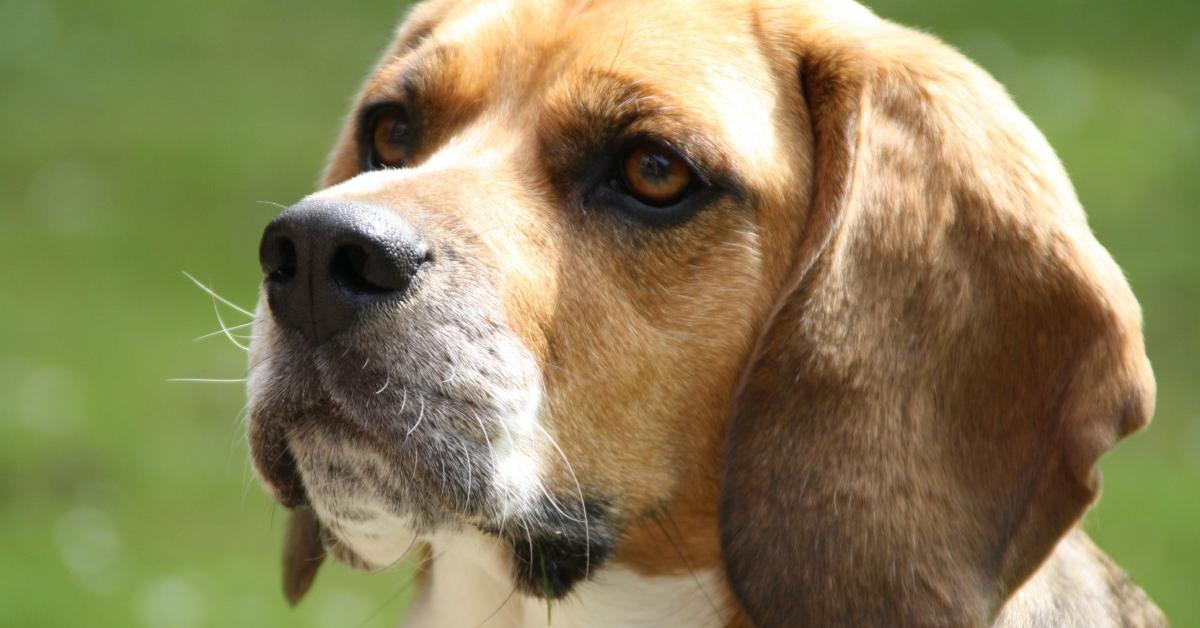 Striking appearance of the Treeing Walker Coonhound, known in scientific circles as Canis lupus.