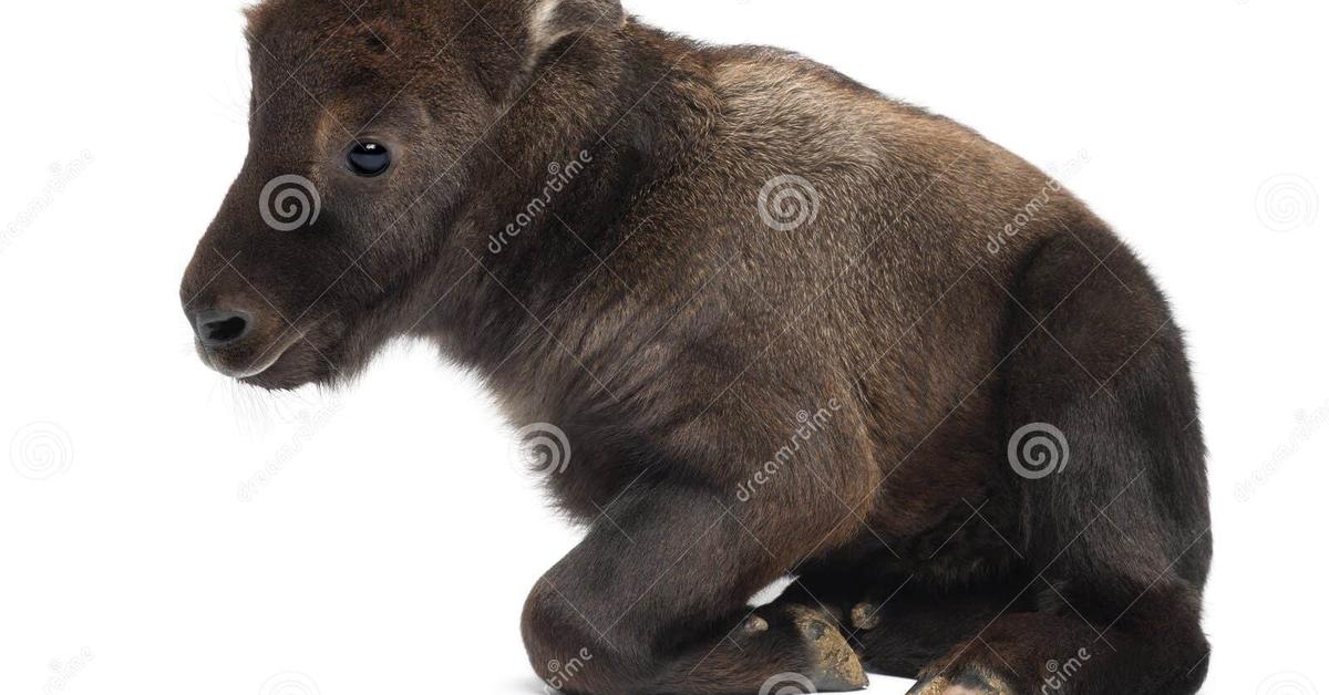 Glimpse of the Takin, known in the scientific community as Budorcas taxicolor.