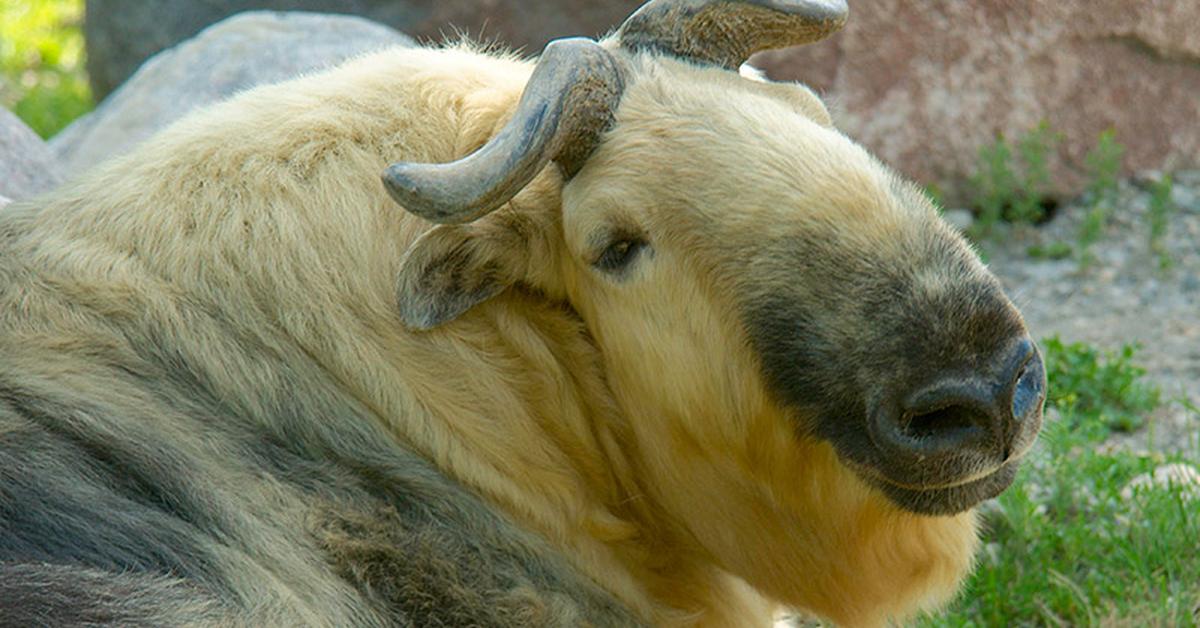 The alluring Takin, commonly referred to as Takin in Bahasa Indonesia.