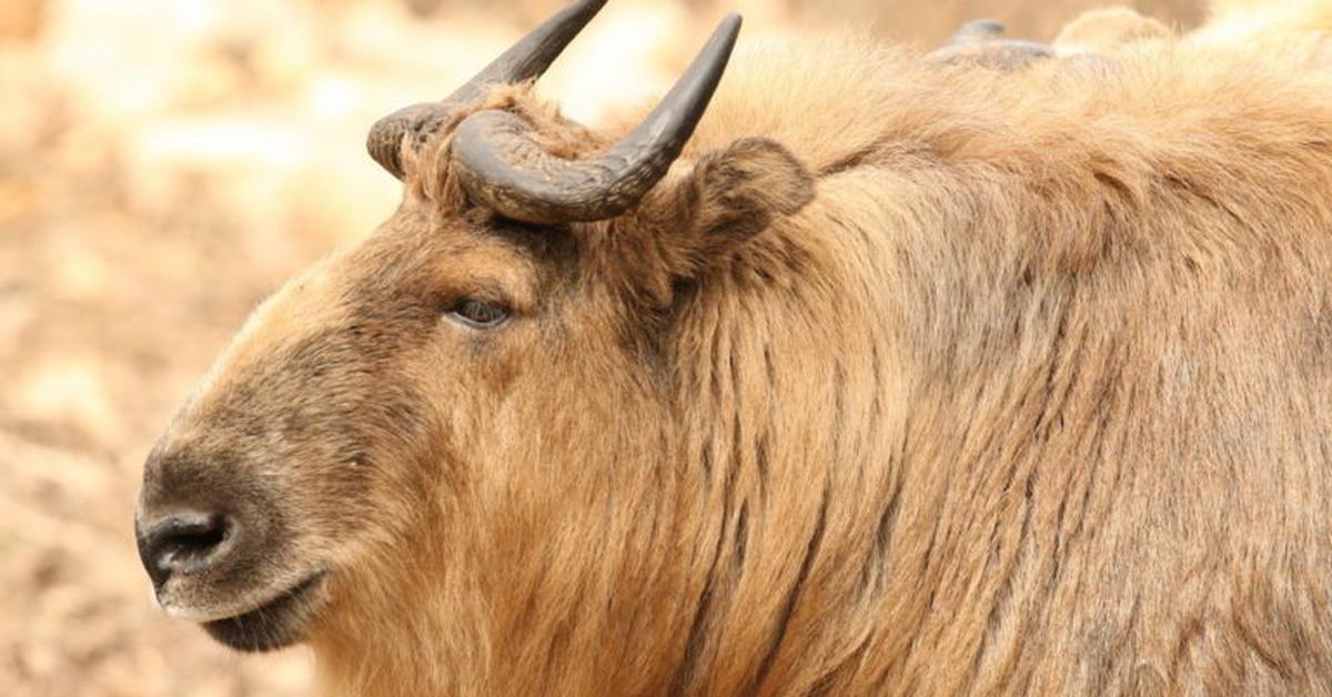 Glimpse of the Takin, known in the scientific community as Budorcas taxicolor.