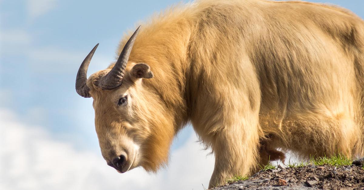 The Takin, a beautiful species also known as Takin in Bahasa Indonesia.