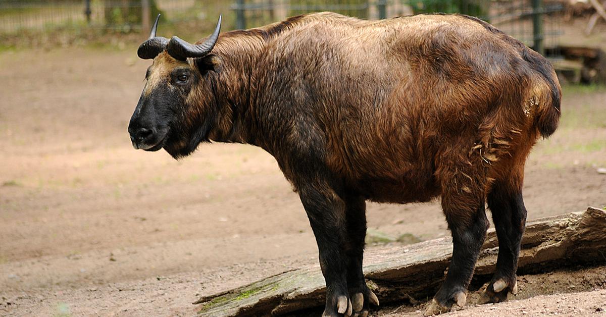 Enchanting Takin, a species scientifically known as Budorcas taxicolor.