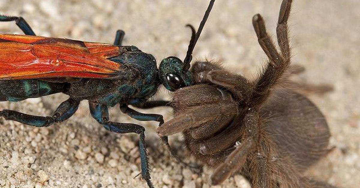 Close-up view of the Tarantula Hawk, known as Tawon Tarantula in Indonesian.