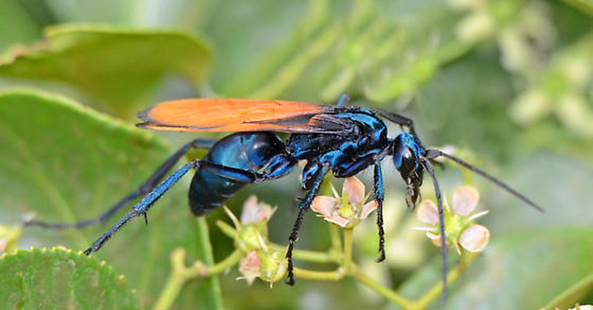 The alluring Tarantula Hawk, commonly referred to as Tawon Tarantula in Bahasa Indonesia.