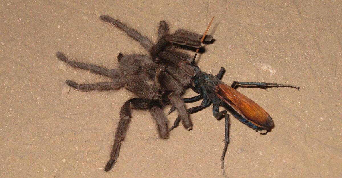 The alluring Tarantula Hawk, commonly referred to as Tawon Tarantula in Bahasa Indonesia.