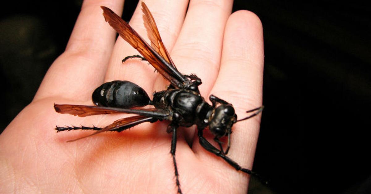 Visual of Tarantula Hawk, or Tawon Tarantula in Indonesian, showcasing its beauty.