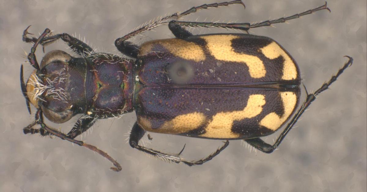 Glimpse of the Tiger Beetle, known in the scientific community as Cicindelinae.