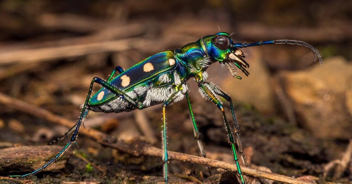 Vibrant snapshot of the Tiger Beetle, commonly referred to as Kumbang Harimau in Indonesia.