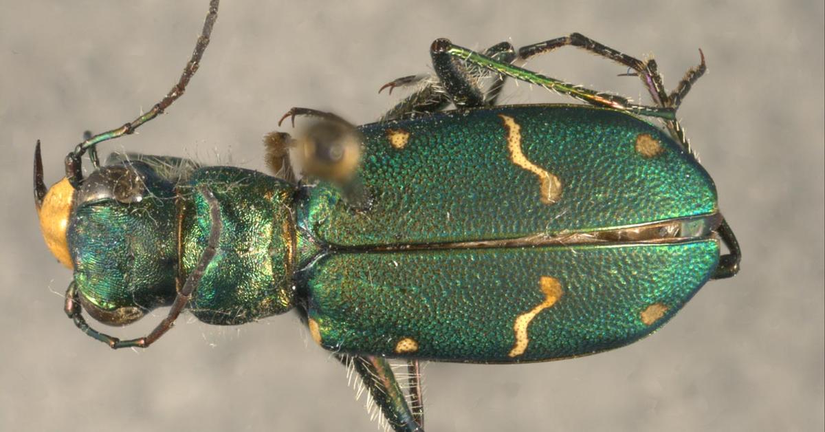 The elegant Tiger Beetle (Cicindelinae), a marvel of nature.