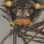 Detailed shot of the Tiger Beetle, or Cicindelinae, in its natural setting.