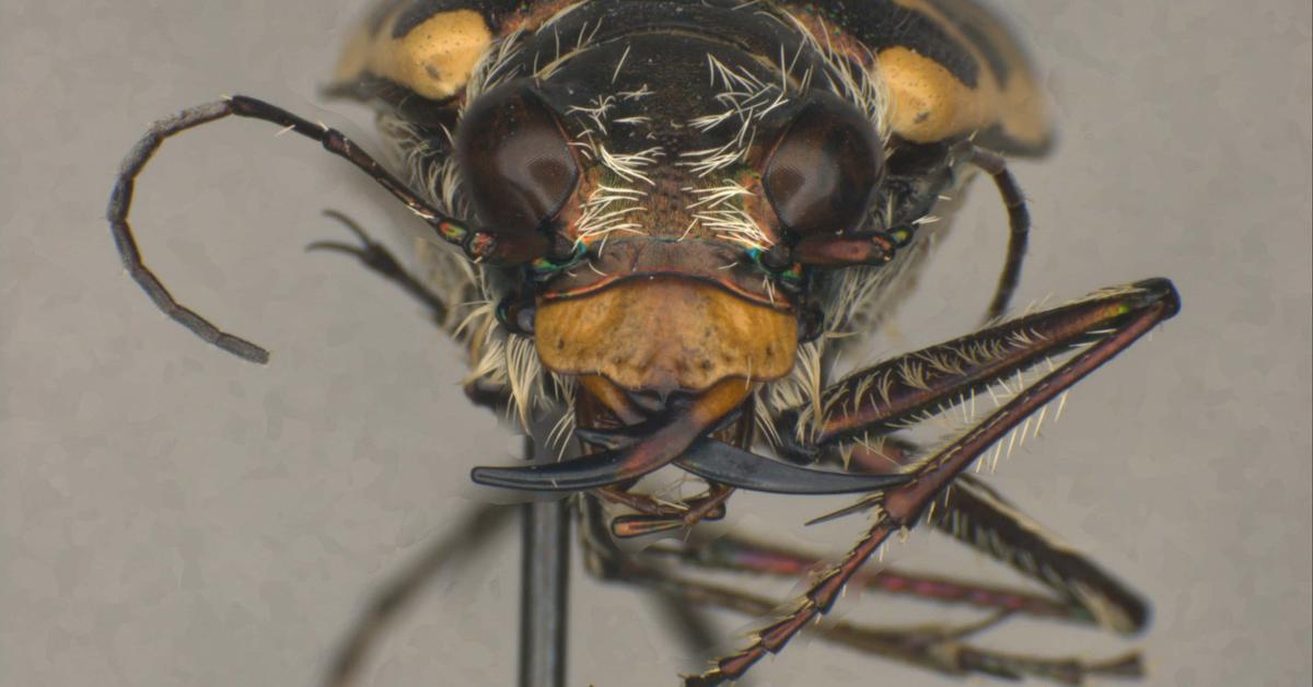 Detailed shot of the Tiger Beetle, or Cicindelinae, in its natural setting.
