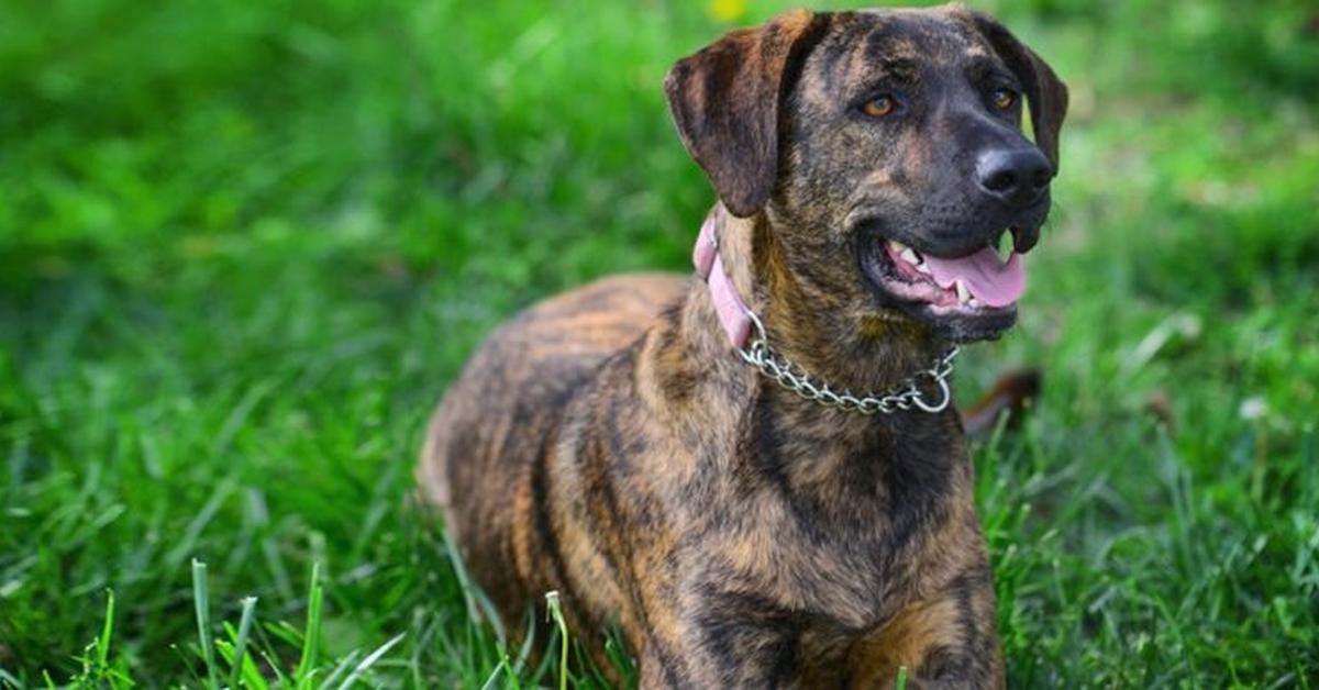 The Treeing Tennessee Brindle, an example of Canis lupus, in its natural environment.