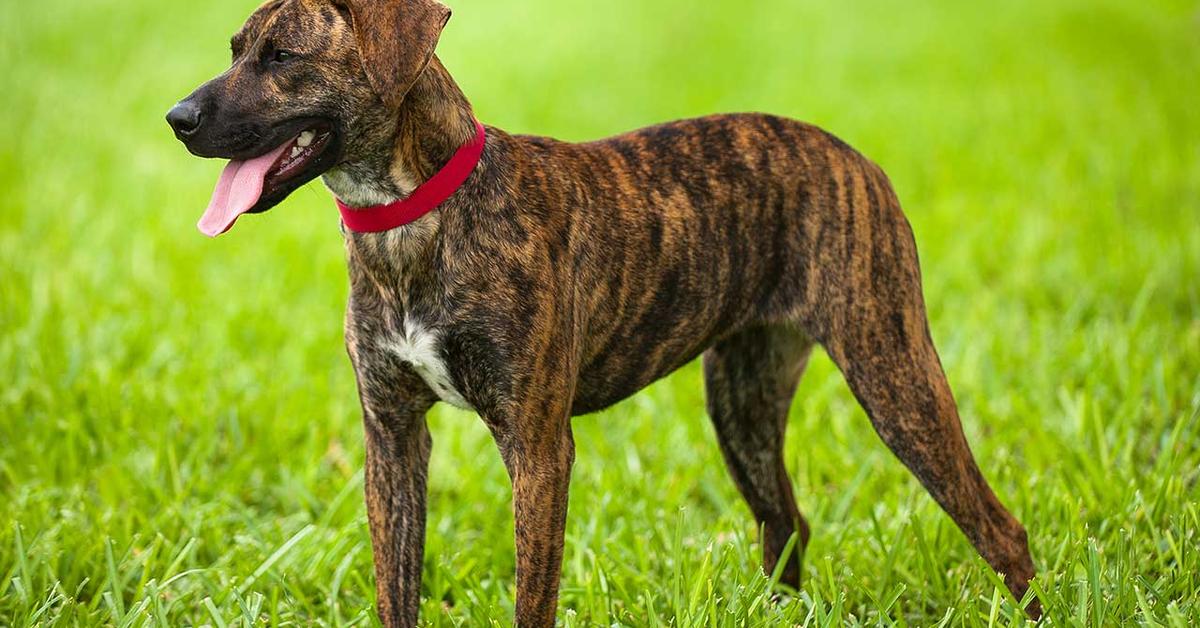 Graceful Treeing Tennessee Brindle, a creature with the scientific name Canis lupus.