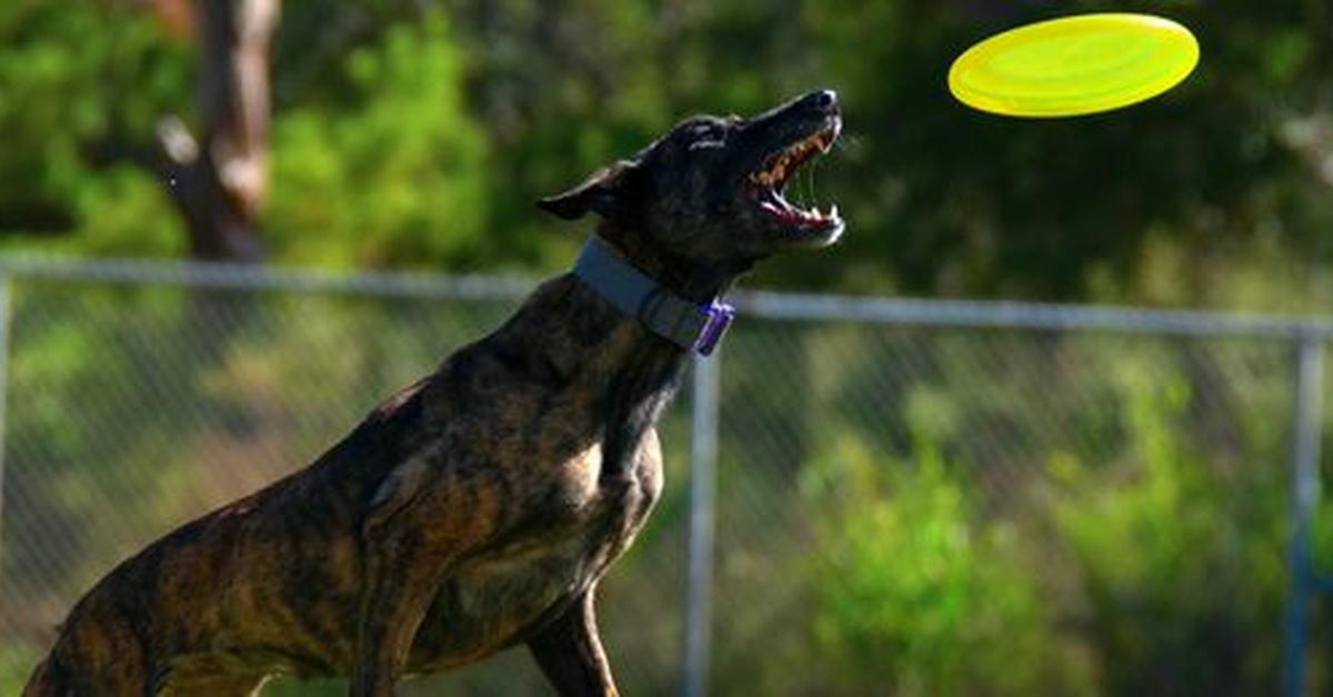 The Treeing Tennessee Brindle, a species known as Canis lupus, in its natural splendor.