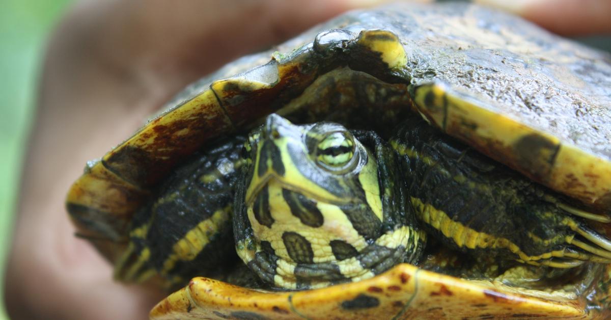 Vivid image of the Turtles, or Kura-kura in Indonesian context.