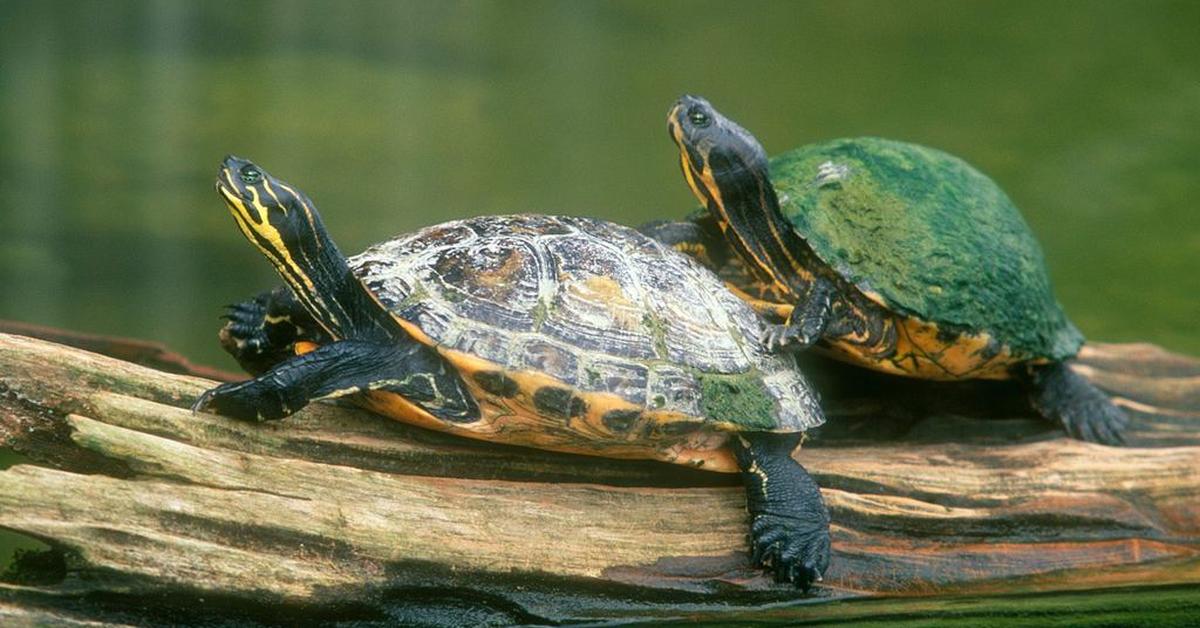 Portrait of a Turtles, a creature known scientifically as Testudines.