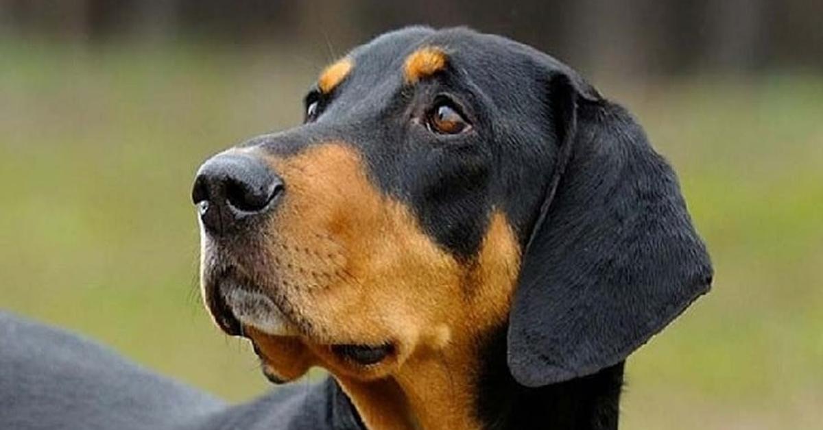 Visual of Transylvanian Hound, or Anjing Transilvania in Indonesian, showcasing its beauty.