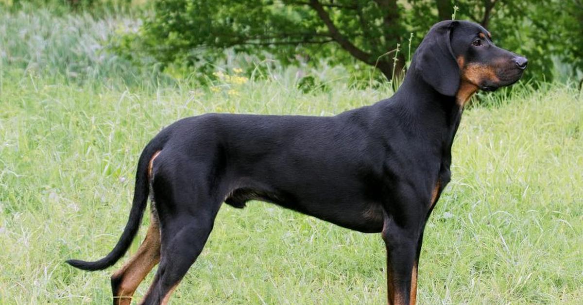 Captivating presence of the Transylvanian Hound, a species called Canis lupus.