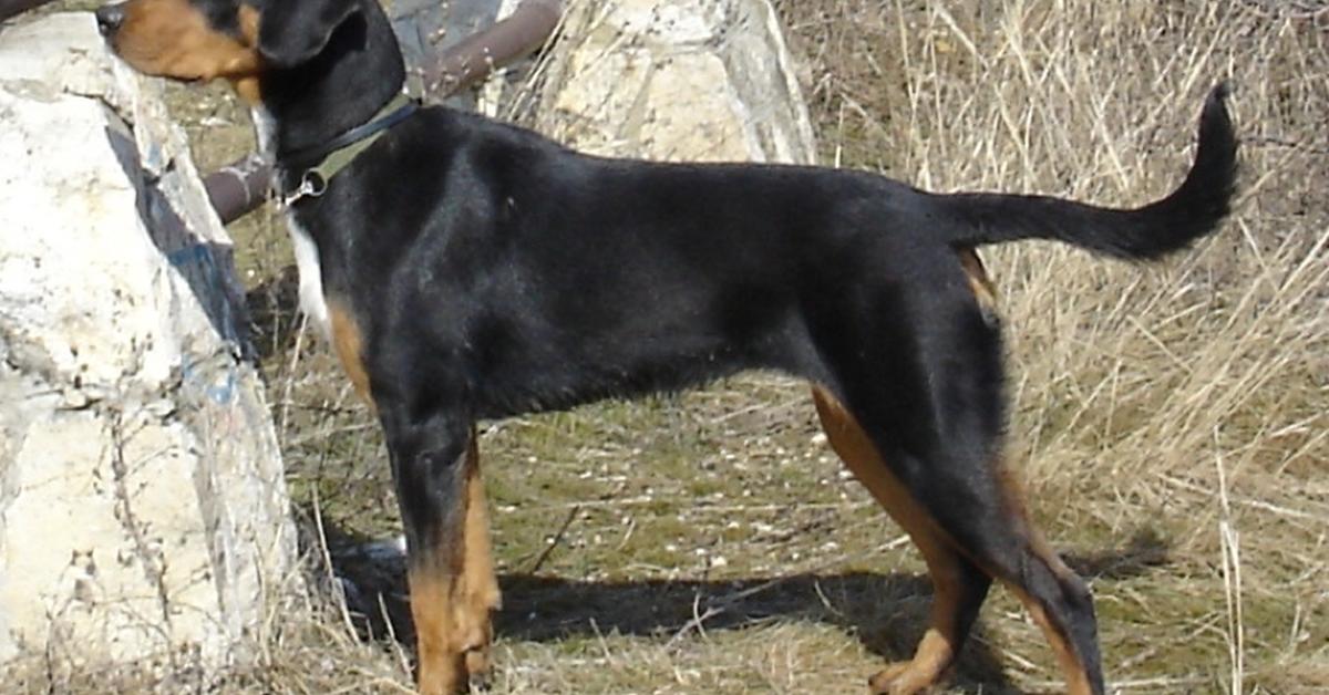 Visual representation of the Transylvanian Hound, recognized in Indonesia as Anjing Transilvania.