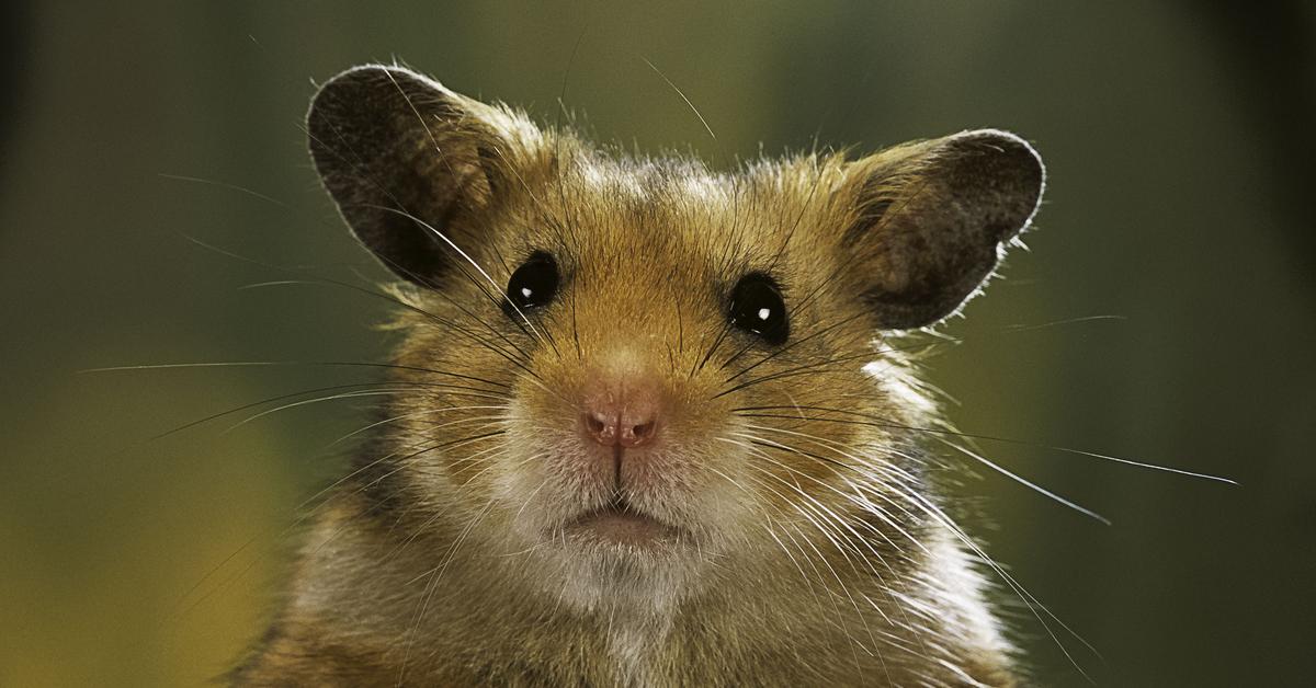 Image of the Teddy Bear Hamster (Mesocricetus auratus), popular in Indonesia as Hamster Beruang Teddy.