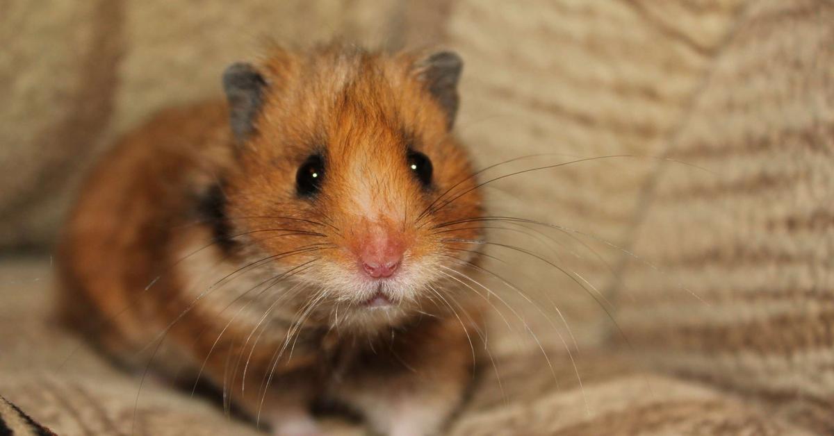 Vivid image of the Teddy Bear Hamster, or Hamster Beruang Teddy in Indonesian context.