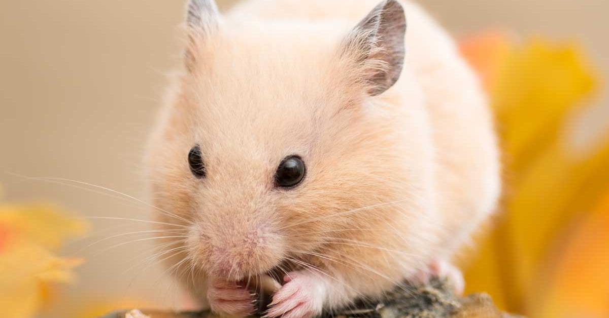 Captivating view of the Teddy Bear Hamster, known in Bahasa Indonesia as Hamster Beruang Teddy.