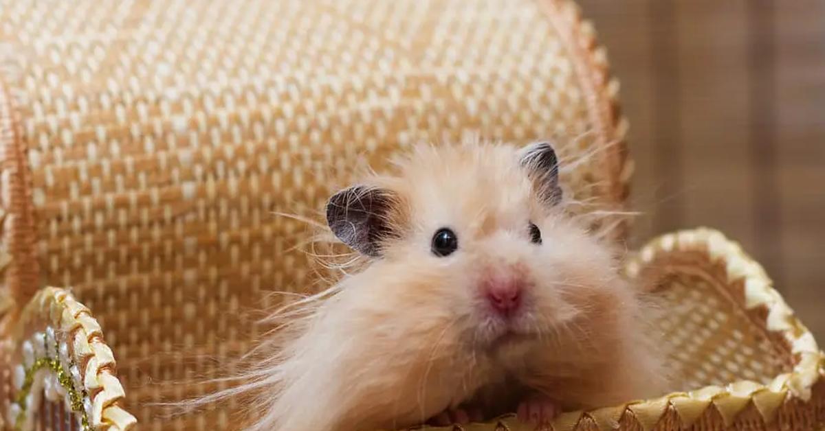 Image of the Teddy Bear Hamster (Mesocricetus auratus), popular in Indonesia as Hamster Beruang Teddy.