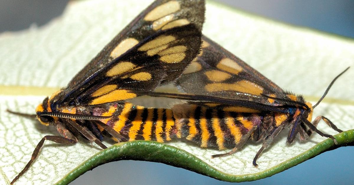 Insightful look at the Tiger Moth, known to Indonesians as Kupu-kupu Harimau.