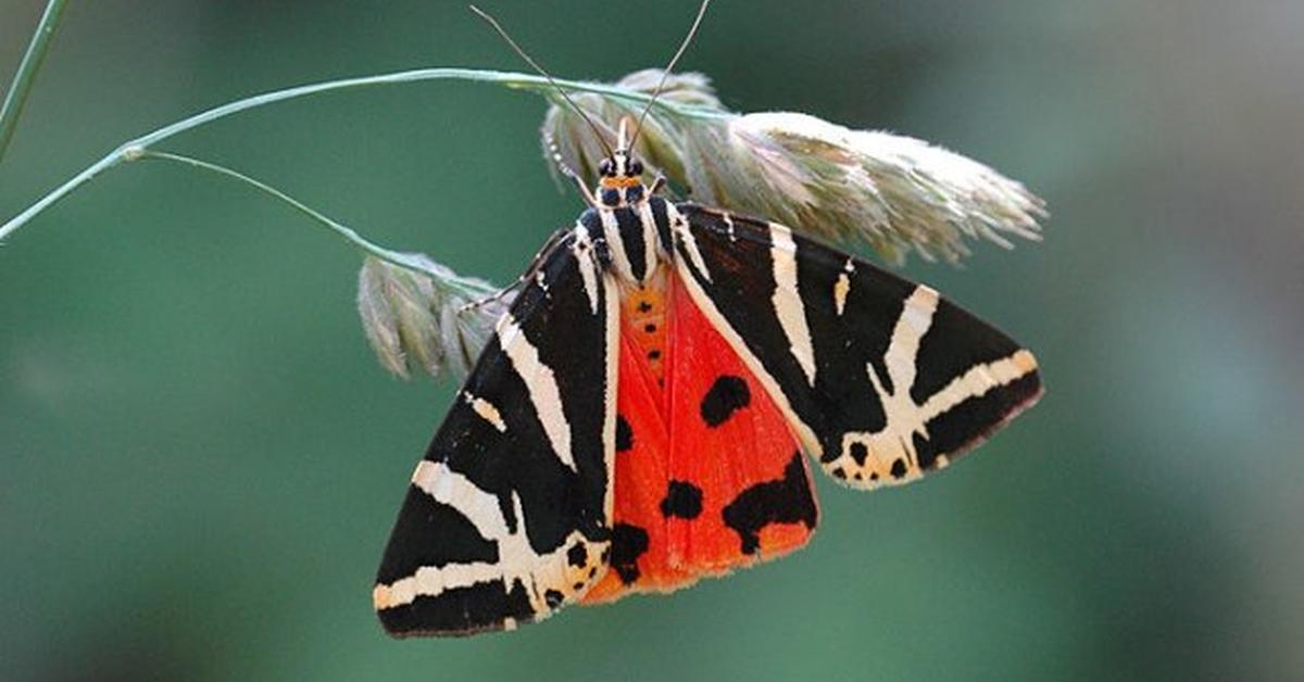 Vibrant snapshot of the Tiger Moth, commonly referred to as Kupu-kupu Harimau in Indonesia.