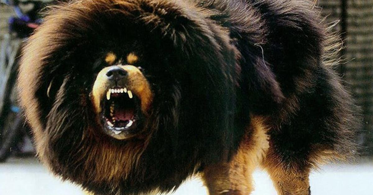 The majestic Tibetan Spaniel, also called Anjing Tibet in Indonesia, in its glory.