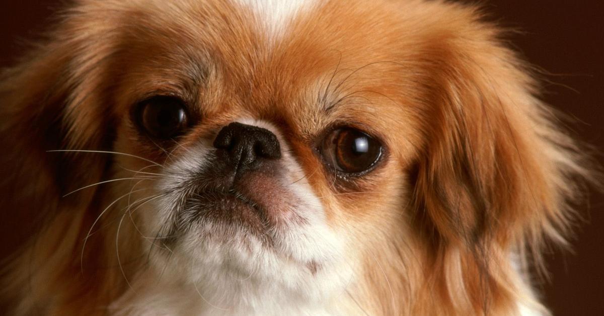 Dynamic image of the Tibetan Spaniel, popularly known in Indonesia as Anjing Tibet.