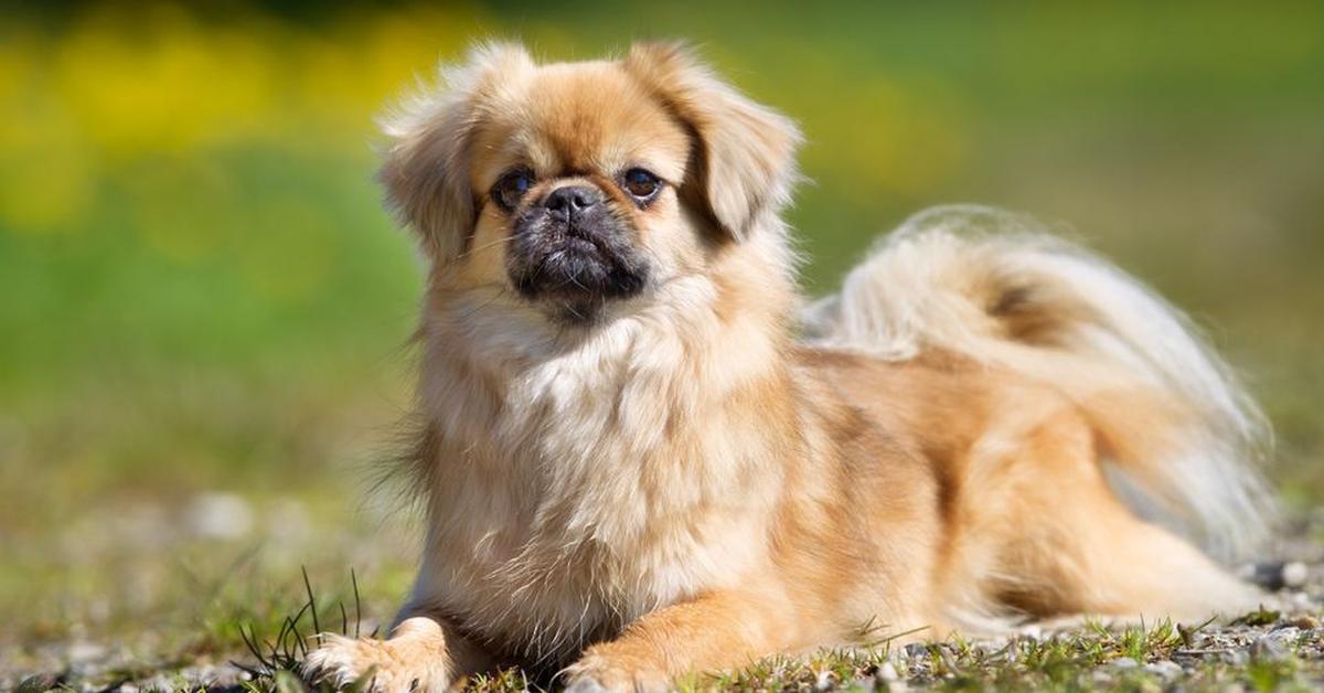 Exquisite image of Tibetan Spaniel, in Indonesia known as Anjing Tibet.