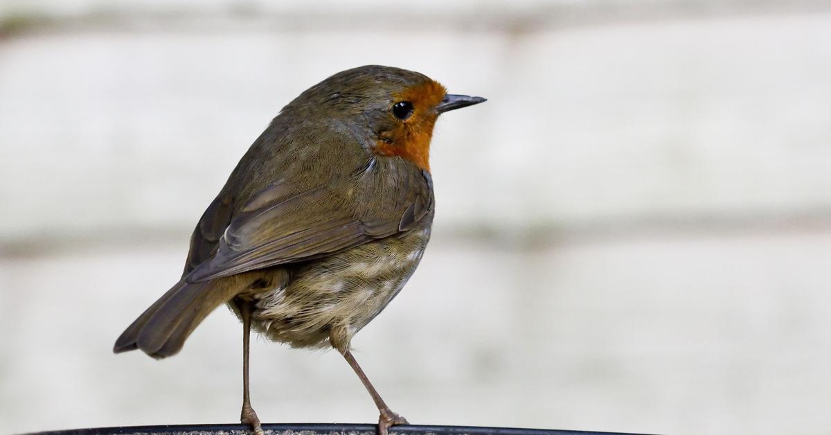 Captured elegance of the Thrush, known in Indonesia as Burung Kicau.