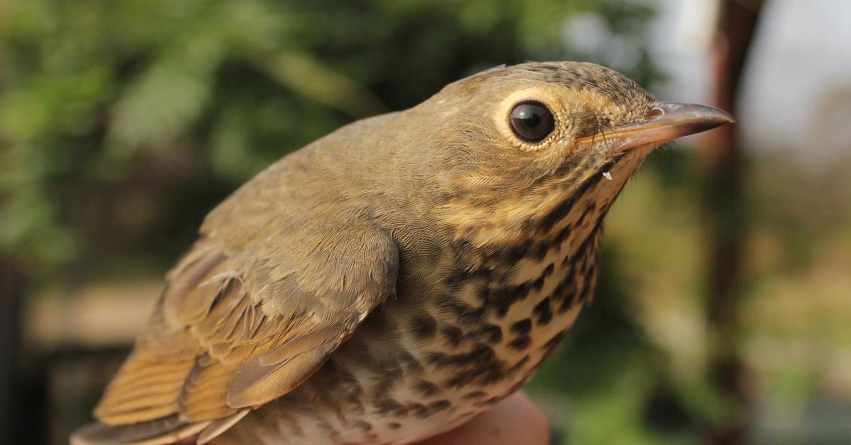 Natural elegance of the Thrush, scientifically termed Turdidae.