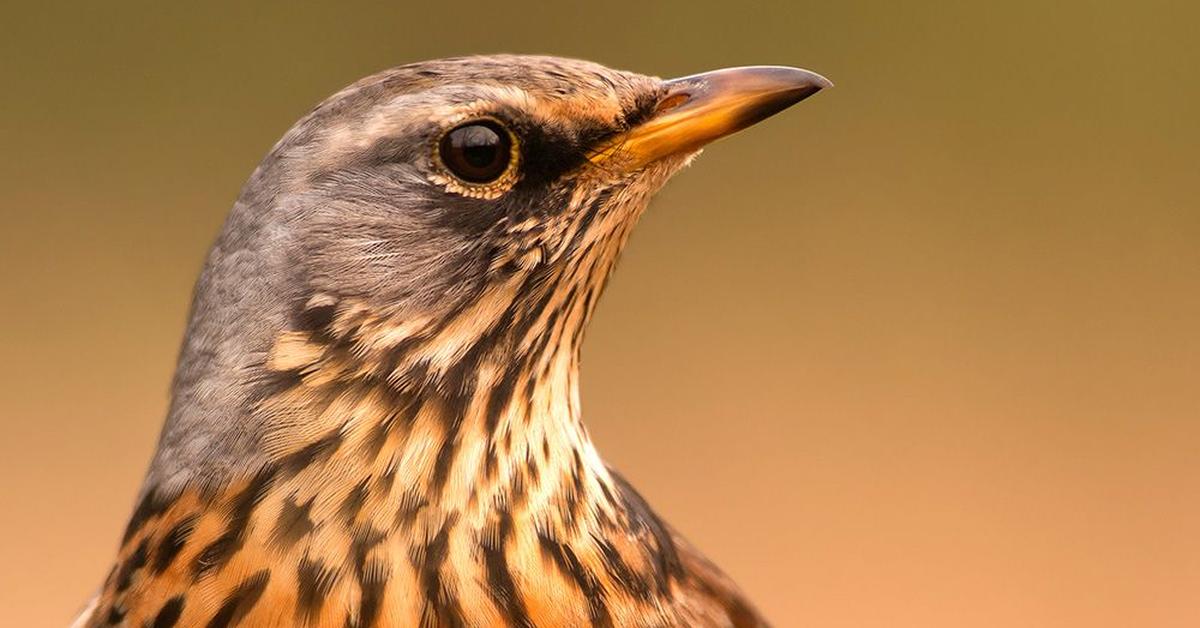 The Thrush, a species known as Turdidae, in its natural splendor.