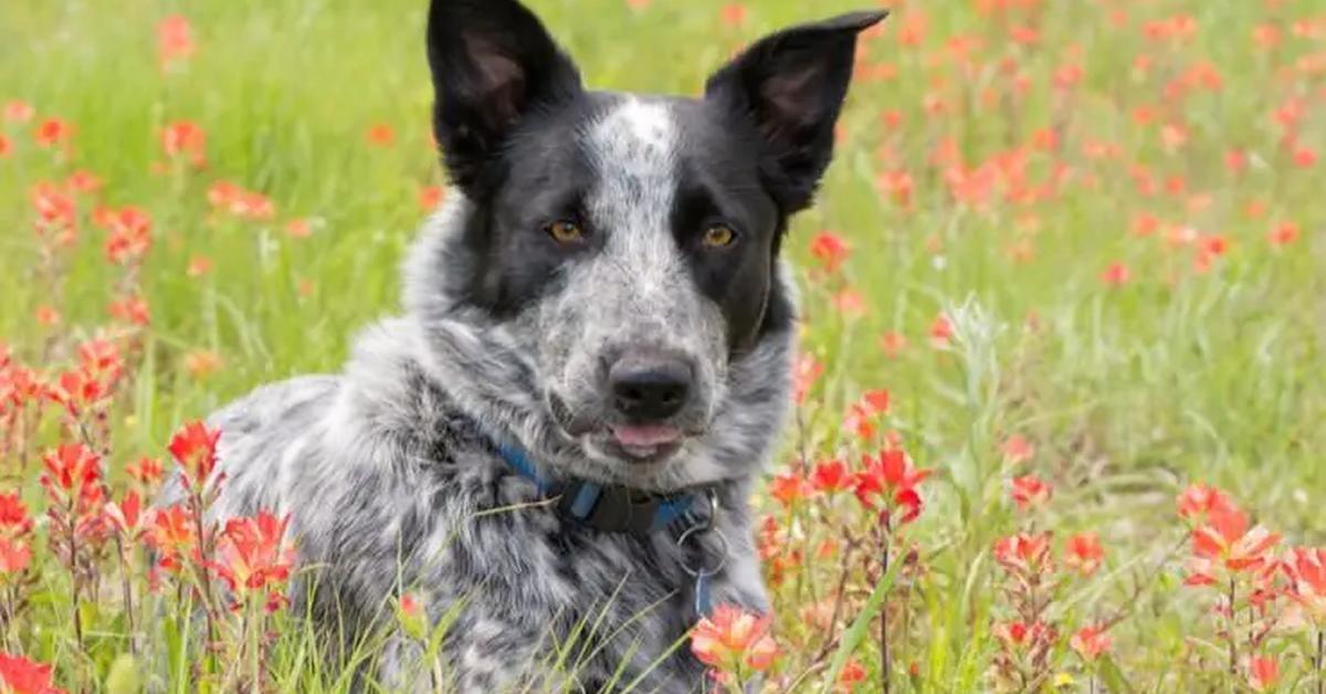 The Texas Heeler, a species known as Canis lupus, in its natural splendor.