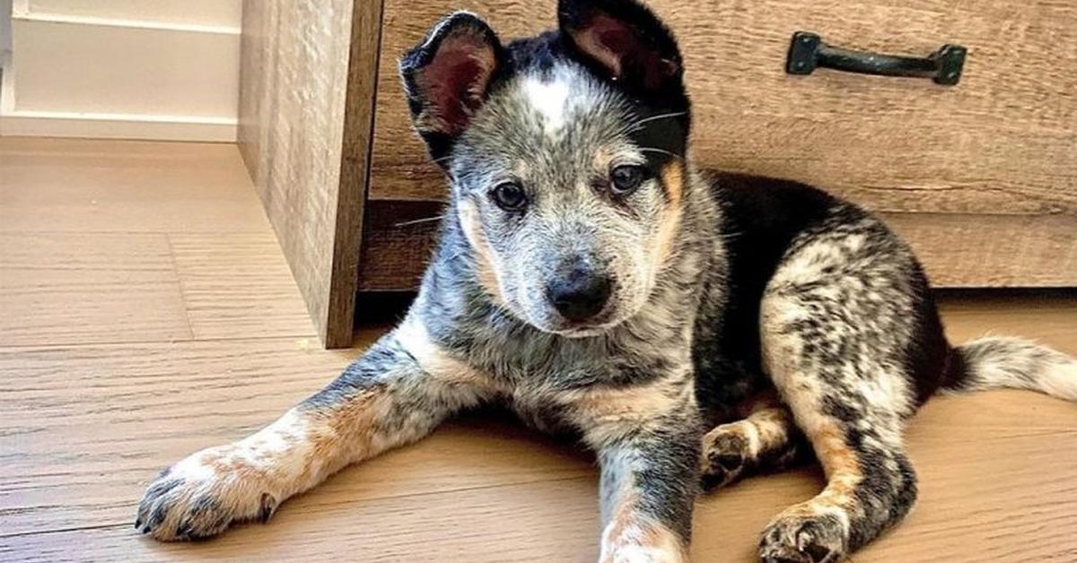 The remarkable Texas Heeler (Canis lupus), a sight to behold.