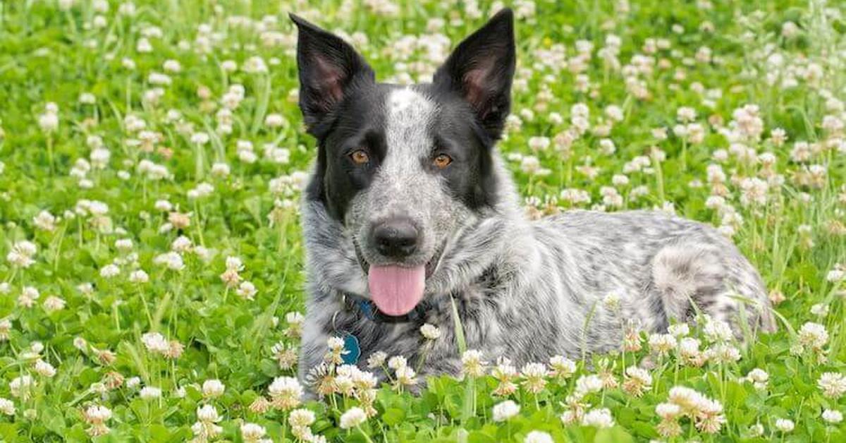 The elegant Texas Heeler (Canis lupus), a marvel of nature.