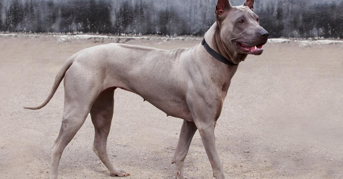 The alluring Thai Ridgeback, commonly referred to as Anjing Thai Ridgeback in Bahasa Indonesia.