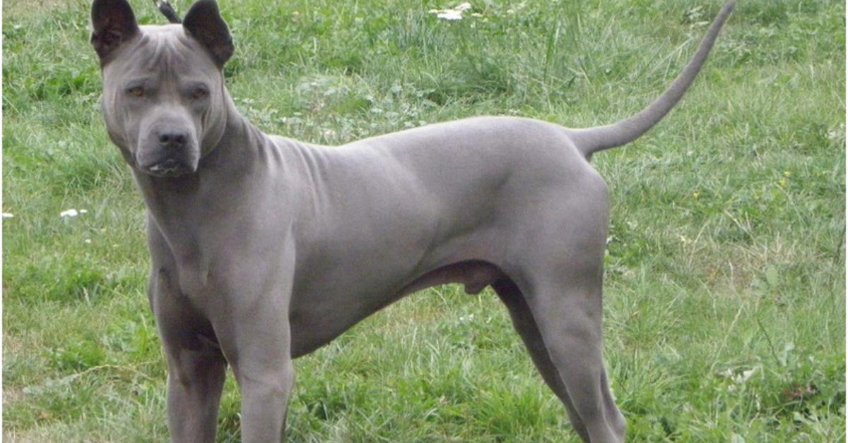 Distinctive Thai Ridgeback, in Indonesia known as Anjing Thai Ridgeback, captured in this image.