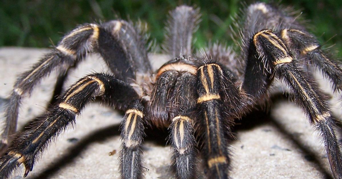 Vivid image of the Tarantula, or Laba-laba raksasa in Indonesian context.